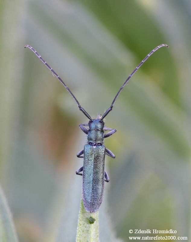 kozlíček chrastavcový, Agapanthia intermedia, Agapanthiini, Cerambycidae (Brouci, Coleoptera)